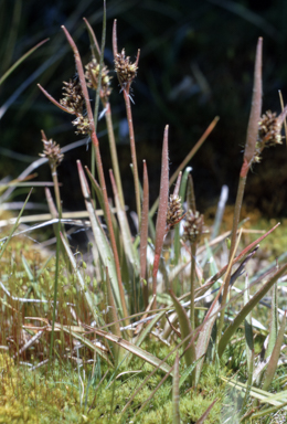 APII jpeg image of Luzula modesta  © contact APII