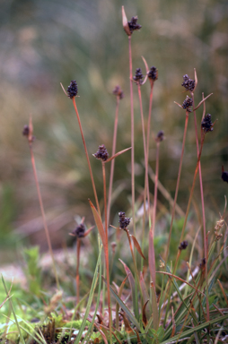 APII jpeg image of Luzula australasica  © contact APII