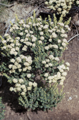 APII jpeg image of Ozothamnus secundiflorus  © contact APII