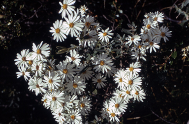 APII jpeg image of Olearia phlogopappa  © contact APII