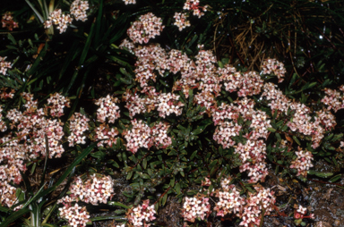 APII jpeg image of Pimelea alpina  © contact APII