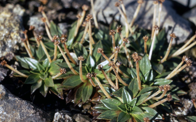 APII jpeg image of Plantago muelleri  © contact APII