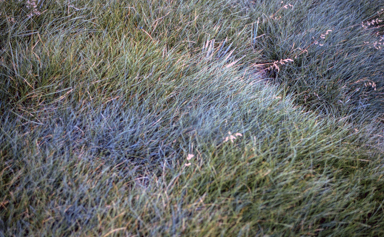 APII jpeg image of Poa fawcettiae,<br/>Poa hiemata  © contact APII