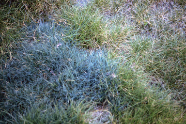 APII jpeg image of Poa hiemata,<br/>Poa fawcettiae  © contact APII