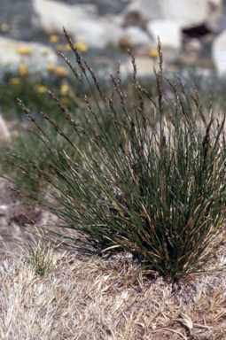 APII jpeg image of Poa saxicola  © contact APII