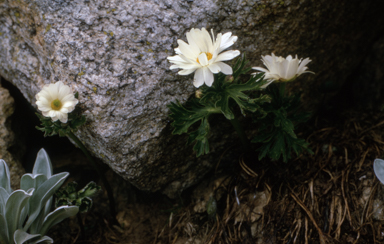 APII jpeg image of Ranunculus anemoneus  © contact APII