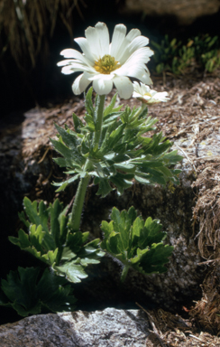 APII jpeg image of Ranunculus anemoneus  © contact APII