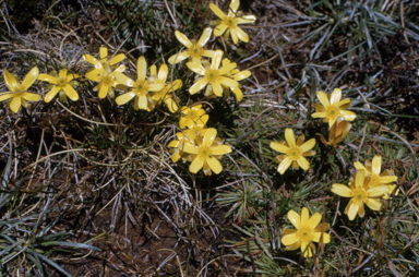 APII jpeg image of Ranunculus gunnianus  © contact APII
