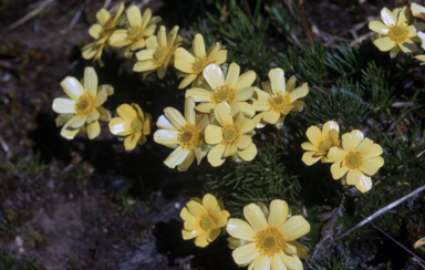 APII jpeg image of Ranunculus gunnianus  © contact APII