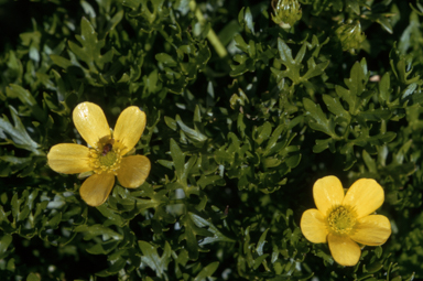 APII jpeg image of Ranunculus niphophilus  © contact APII