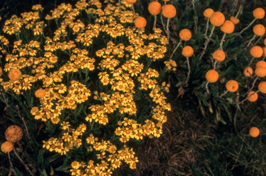 APII jpeg image of Senecio lautus,<br/>Craspedia  © contact APII