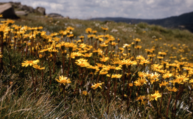APII jpeg image of Senecio pectinatus  © contact APII