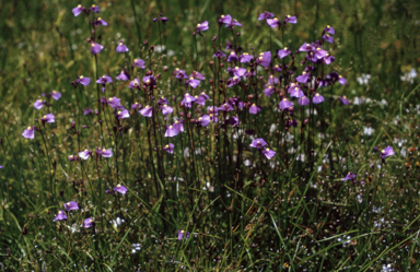 APII jpeg image of Utricularia dichotoma  © contact APII