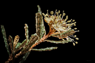 APII jpeg image of Phebalium glandulosum subsp. glandulosum  © contact APII