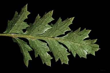 APII jpeg image of Lomatia tasmanica  © contact APII