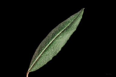 APII jpeg image of Phebalium speciosum  © contact APII