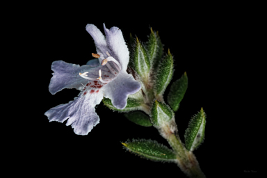 APII jpeg image of Westringia davidii  © contact APII