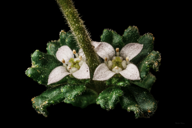 APII jpeg image of Zieria obcordata subsp. wuuluman  © contact APII