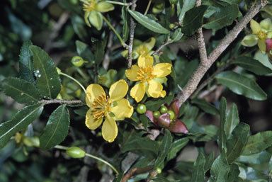 APII jpeg image of Ochna serrulata  © contact APII