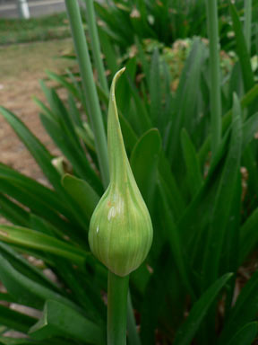 APII jpeg image of Agapanthus praecox subsp. orientalis  © contact APII