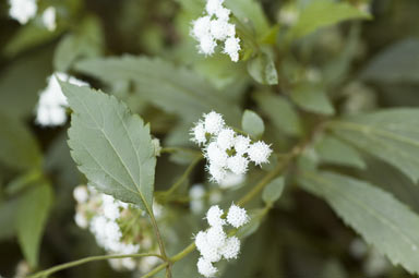 APII jpeg image of Ageratina riparia  © contact APII