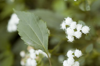 APII jpeg image of Ageratina riparia  © contact APII