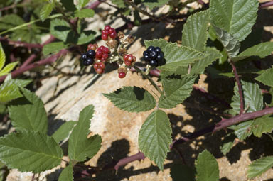 APII jpeg image of Rubus anglocandicans  © contact APII