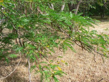 APII jpeg image of Gleditsia triacanthos  © contact APII