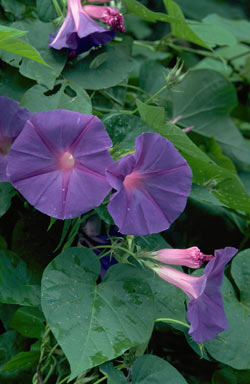 APII jpeg image of Ipomoea indica  © contact APII