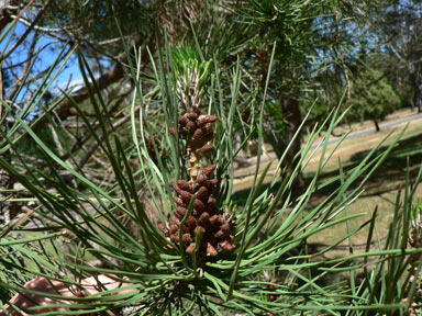 APII jpeg image of Pinus halepensis  © contact APII