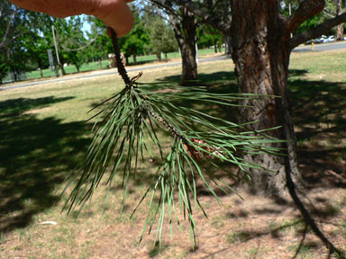 APII jpeg image of Pinus halepensis  © contact APII