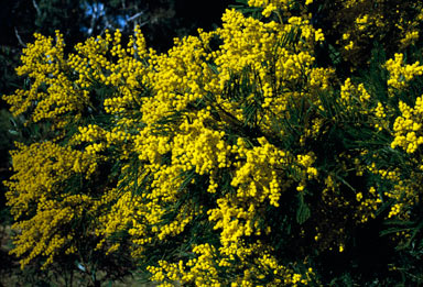 APII jpeg image of Acacia baileyana  © contact APII