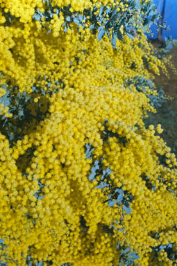 APII jpeg image of Acacia baileyana  © contact APII