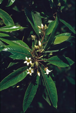 APII jpeg image of Pittosporum undulatum  © contact APII