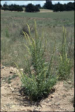 APII jpeg image of Reseda luteola  © contact APII