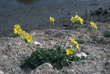 APII jpeg image of Oxalis pes-caprae  © contact APII