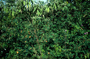 APII jpeg image of Lantana camara  © contact APII