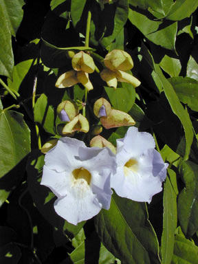 APII jpeg image of Thunbergia laurifolia  © contact APII