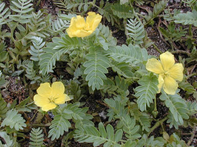 APII jpeg image of Tribulus cistoides  © contact APII