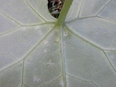 APII jpeg image of Coccinia grandis  © contact APII