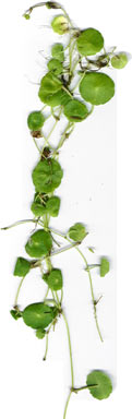 APII jpeg image of Hydrocotyle verticillata  © contact APII