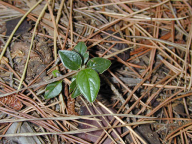 APII jpeg image of Cotoneaster pannosus  © contact APII