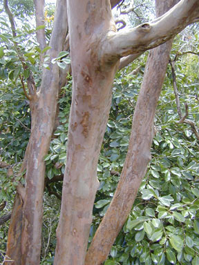 APII jpeg image of Psidium cattleyanum  © contact APII