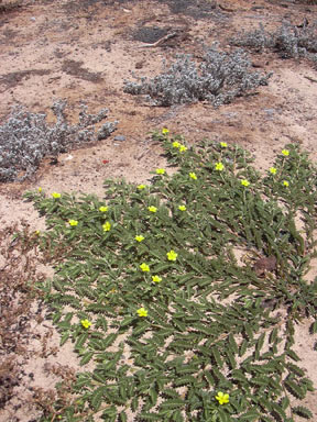 APII jpeg image of Tribulus cistoides  © contact APII