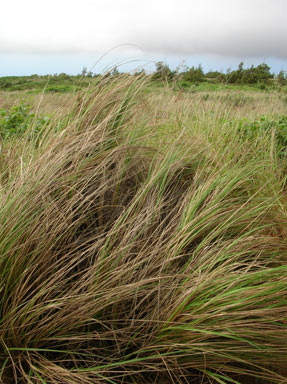 APII jpeg image of Eragrostis curvula  © contact APII