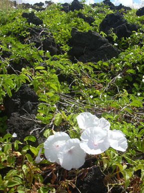 APII jpeg image of Ipomoea cairica  © contact APII