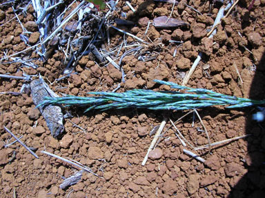 APII jpeg image of Eragrostis curvula  © contact APII