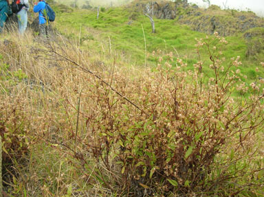 APII jpeg image of Ageratina riparia  © contact APII