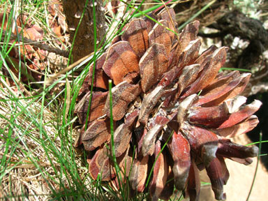 APII jpeg image of Pinus radiata  © contact APII