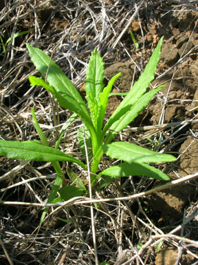 APII jpeg image of Senecio madagascariensis  © contact APII